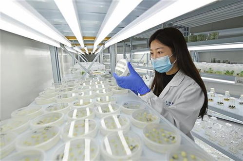 高科技加持，技術服務助力農作物品質升級